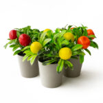 Икебана мини бонсай с плодове