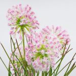 Изкуствено цвете 51 см глухарче розово