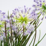 Изкуствено цвете 51 см глухарче лилаво