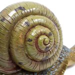 Градинска декорация охлюв 20/10 см