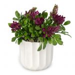 Икебана флоралис 15/18 см - Image 4