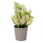 Икебана пролетно цвете  12/18 см - Image 3